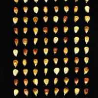 CIMMYTMA 24862 ANC 375 TC24U-2903-274 K.jpg