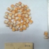 CIMMYTMA 2418 - Reference Inventory.jpg