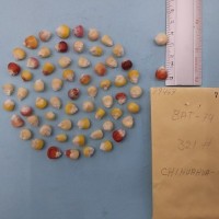 CIMMYTMA 7946 - Reference inventory.jpg