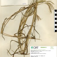 26094 herbarium