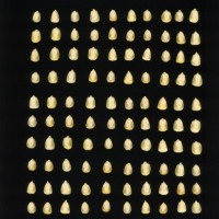 CIMMYTMA 4894 BRAZ 1957 AF22A-0903-98 K_compress.jpg