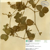 18104 herbarium