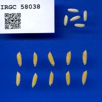 IRGC 58038 Seed Photo