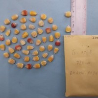 CIMMYTMA 7795 - Reference inventory.jpg