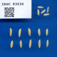 IRGC 83536 Seed Photo