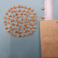 CIMMYTMA 8392 - Reference inventory.jpg