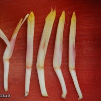 6.6.2 - Compound tepal basic colour