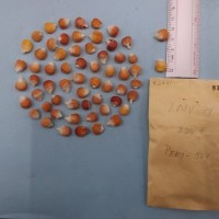 CIMMYTMA 8364 - Reference inventory.jpg