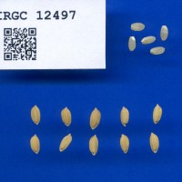 IRGC 12497 Seed Photo