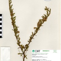 7339 herbarium