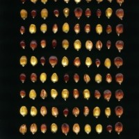 CIMMYTMA 23784 APUC. 237 TC22U-2903-38 K.jpg