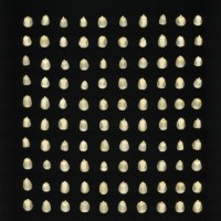 CIMMYTMA 25894 ECUA 12515 AF23A-0903-158 K.jpg