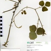 22416 herbarium
