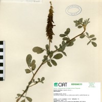 8407 herbarium