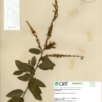 23323 herbarium