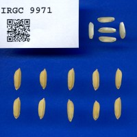 IRGC 9971 Seed Photo
