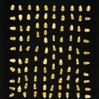 CIMMYTMA 7359 BRAZ 1288 AF17A-0903-127 K.jpg