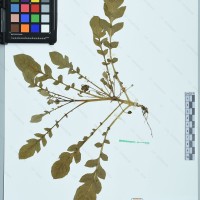 CIP 761145 herbarium