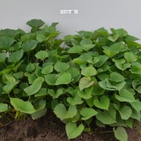 CIP 401205 (plant).jpg