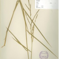 IRGC 100820 Herbarium