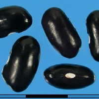G15997 seed.jpg