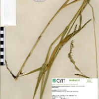 16336 herbarium