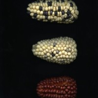 CIMMYTMA 24922 JUN 138 TC17U-2903-153 E1.jpg