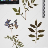 CIP 765693_RPSP 004_11.jpg