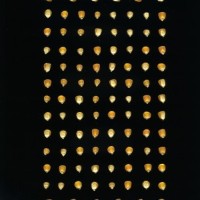 CIMMYTMA 4931 BRAZ 2039 AF20A-0903-40 K.jpg