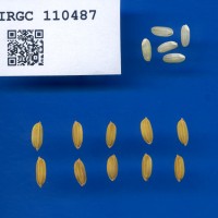 IRGC 110487 Seed Photo