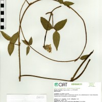 24182 herbarium