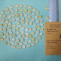 CIMMYTMA 23274.jpg