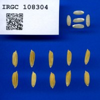 IRGC 108304 Seed Photo