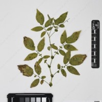 CIP 765791_RPSP 113_01.jpg