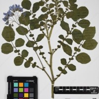 CIP 761833_OCH 13832_02.jpg