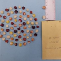 CIMMYTMA 7165 - Reference inventory.jpg