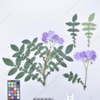 CIP 761726_OCH 13684_buk_H_2024.jpg