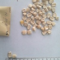 CIMMYTMA 416 - Reference Inventory.jpg