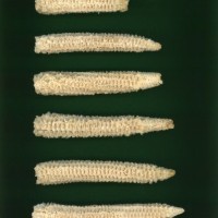 CIMMYTMA 7241 DURA 119 AF21A 0903 27 C2670 _compress.jpg