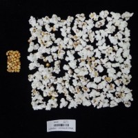 Popped and not popped comparison labeled.jpg