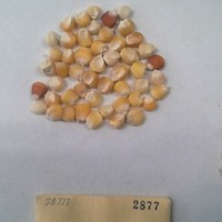 CIMMYTMA 2877 - Reference Inventory.jpg