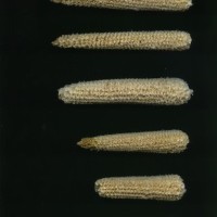 CIMMYTMA 16505 PUEB 543 TC24U-2903-265 C.jpg