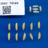 IRGC 78186 Seed Photo