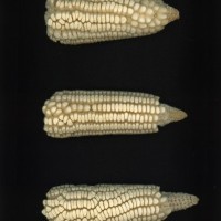 CIMMYTMA 179 GUER 96 AF19A-0903-169 E1.jpg