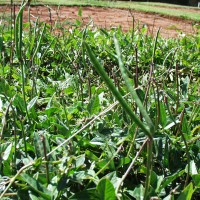 Vigna unguiculata 7310.JPG