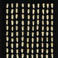 CIMMYTMA 23362 HIDA 221 BA22U-2903-15 K.jpg