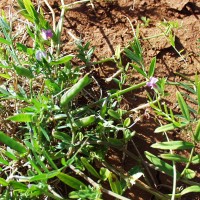 Vicia sativa 7686.JPG