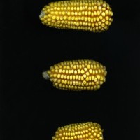 CIMMYTMA 27492 TLAX 208 TC24U-2903-62 E1.jpg