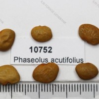 10752_Seed.jpg