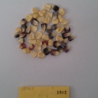 CIMMYTMA 1802 - Reference Inventory.jpg